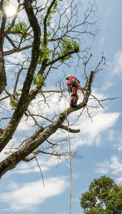 pruner cutting a tree